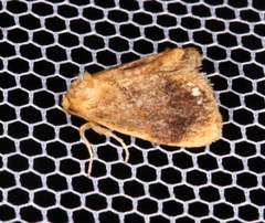 Packardia geminata