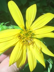 Silphium asperrimum