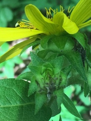 Silphium asperrimum
