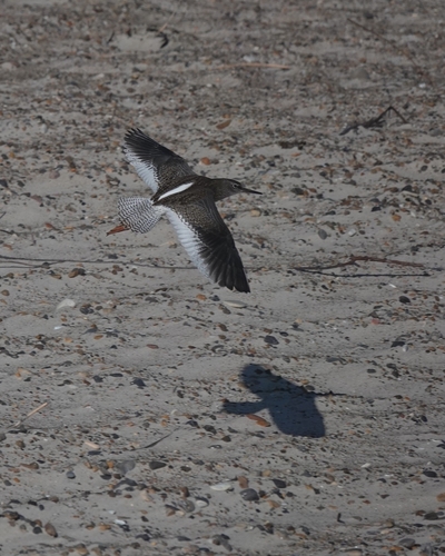 Archibebe común (Tringa totanus)