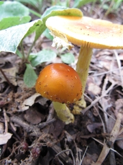 Amanita parcivolvata