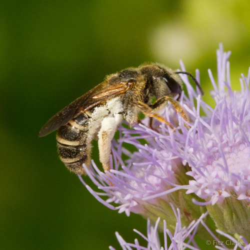 Poey's Furrow Bee