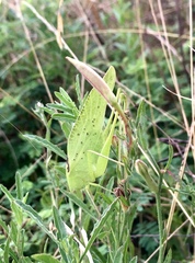 Amblycorypha oblongifolia