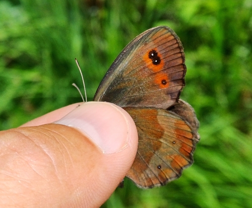 Scotch Argus, 33085 Maniago PN, Italia, photo 7 of 10