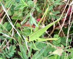 Amblycorypha oblongifolia