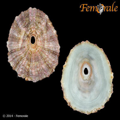 Rosy Keyhole Limpet
