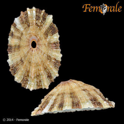 Rosy Keyhole Limpet