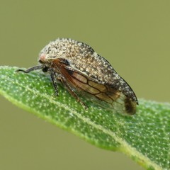 Smiliini
