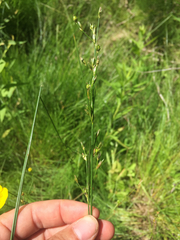 Juncus dudleyi
