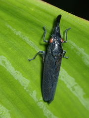 Acrobelus