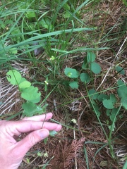 Ranunculus uncinatus