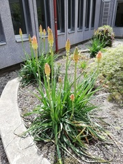 Kniphofia uvaria