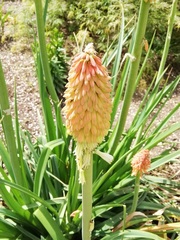 Kniphofia uvaria