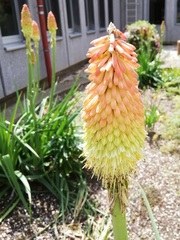 Kniphofia uvaria