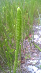 Lycopodiella