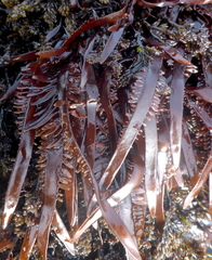 Prionitis lanceolata