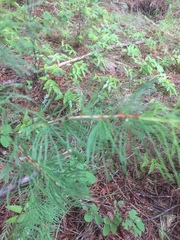 Larix occidentalis