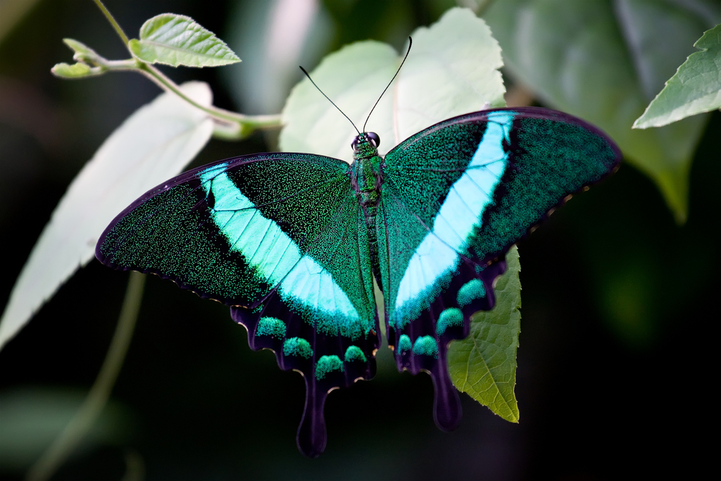 Emerald Peacock Swallowtail (ZSLB) · iNaturalist