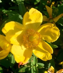 Hypericum × hidcoteense