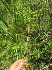 Carex bebbii
