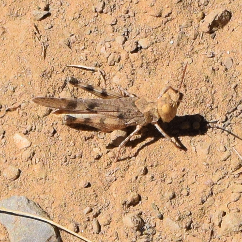 California Rose-winged Grasshopper photo 5