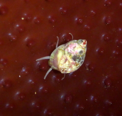 Littorinoidea