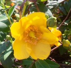 Hypericum × hidcoteense