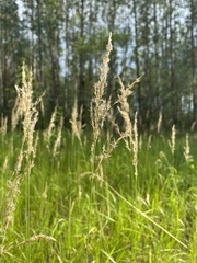 Wood Small-reed (Calamagrostis canescens)