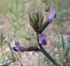 Astragalus leucolobus