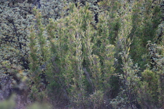 Bergbambos tessellata, photograph (c) Tony Rebelo, some rights reserved (CC BY-SA)