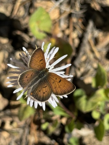 Dorcas Copper photo 4