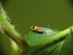 Thaumatomyia notata