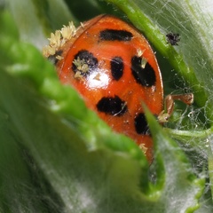 Hesperomyces virescens