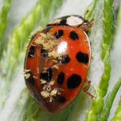 Hesperomyces virescens