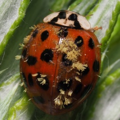 Hesperomyces virescens