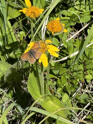 Dorcas Copper photo 3