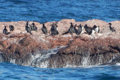 Leucocarbo magellanicus