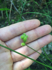 Carex bebbii