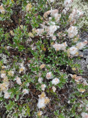 Image of Salix myrsinites by (c) Marina E., some rights reserved (CC BY)