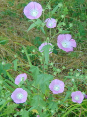 Malva punctata