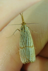 Chrysocrambus linetella