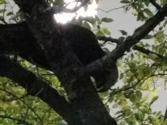 Nestor meridionalis septentrionalis
