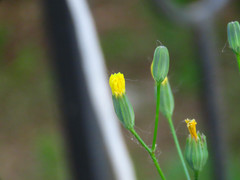 Lapsana communis communis