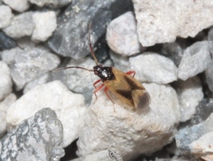 Ceratocapsini