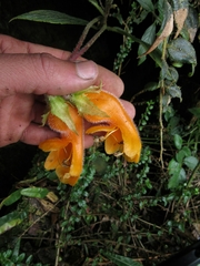 Columnea strigosa