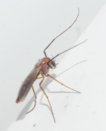 Glyptotendipes testaceus photo 5