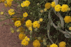 Chaenactis glabriuscula