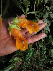 Columnea strigosa