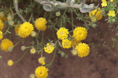 Chaenactis glabriuscula