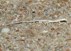 Reticulate Sand Lizard photo 4